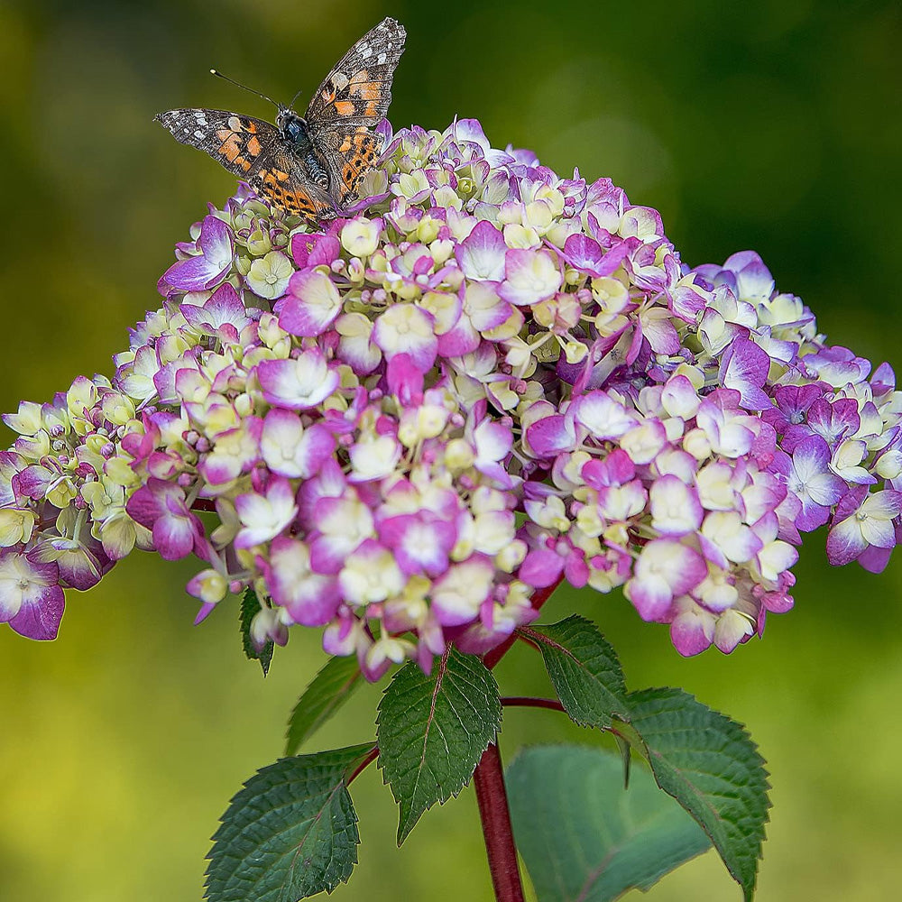 【Hydrangea】 Razzleberri™ Hydrangea, Hydrangea paniculata 'SMHPS' PP #34,740