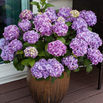 Load image into Gallery viewer, Hydrangea, Endless Summer, BloomStruck #3