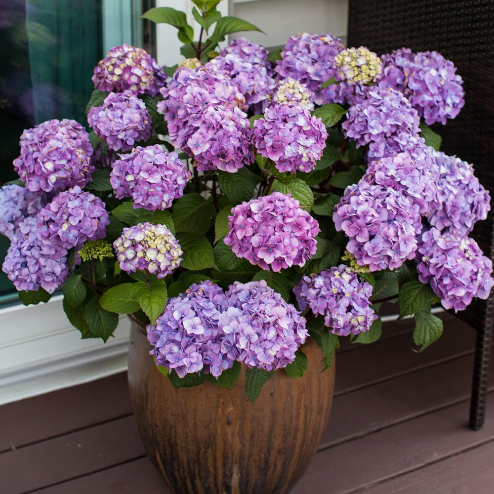 Hydrangea, Endless Summer, BloomStruck #3 – Greenwood Creek Nursery