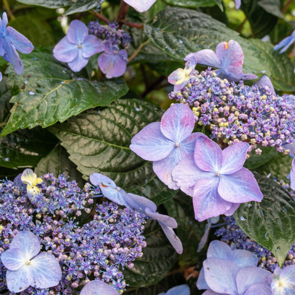 Hydrangea, Endless Summer, Pop Star #3