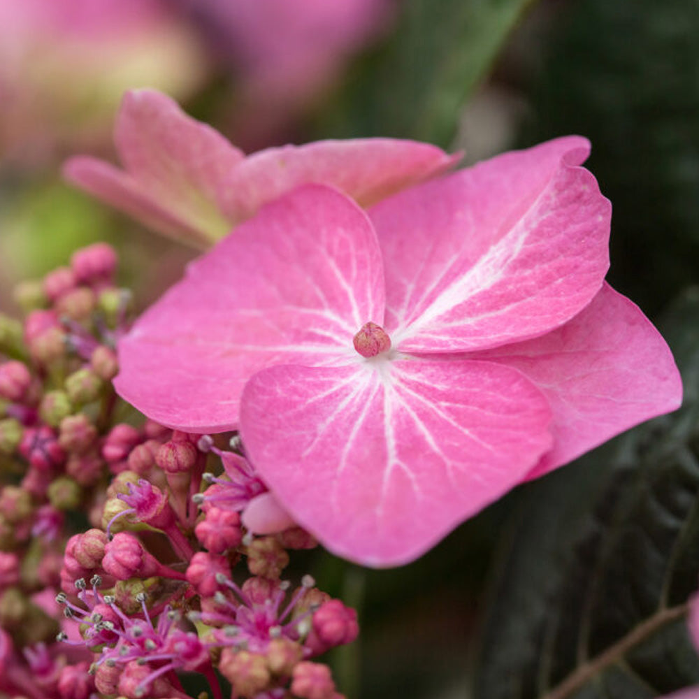 Hydrangea, Endless Summer, Pop Star #3