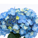 Load image into Gallery viewer, Hydrangea, Endless Summer, Pop Star #3
