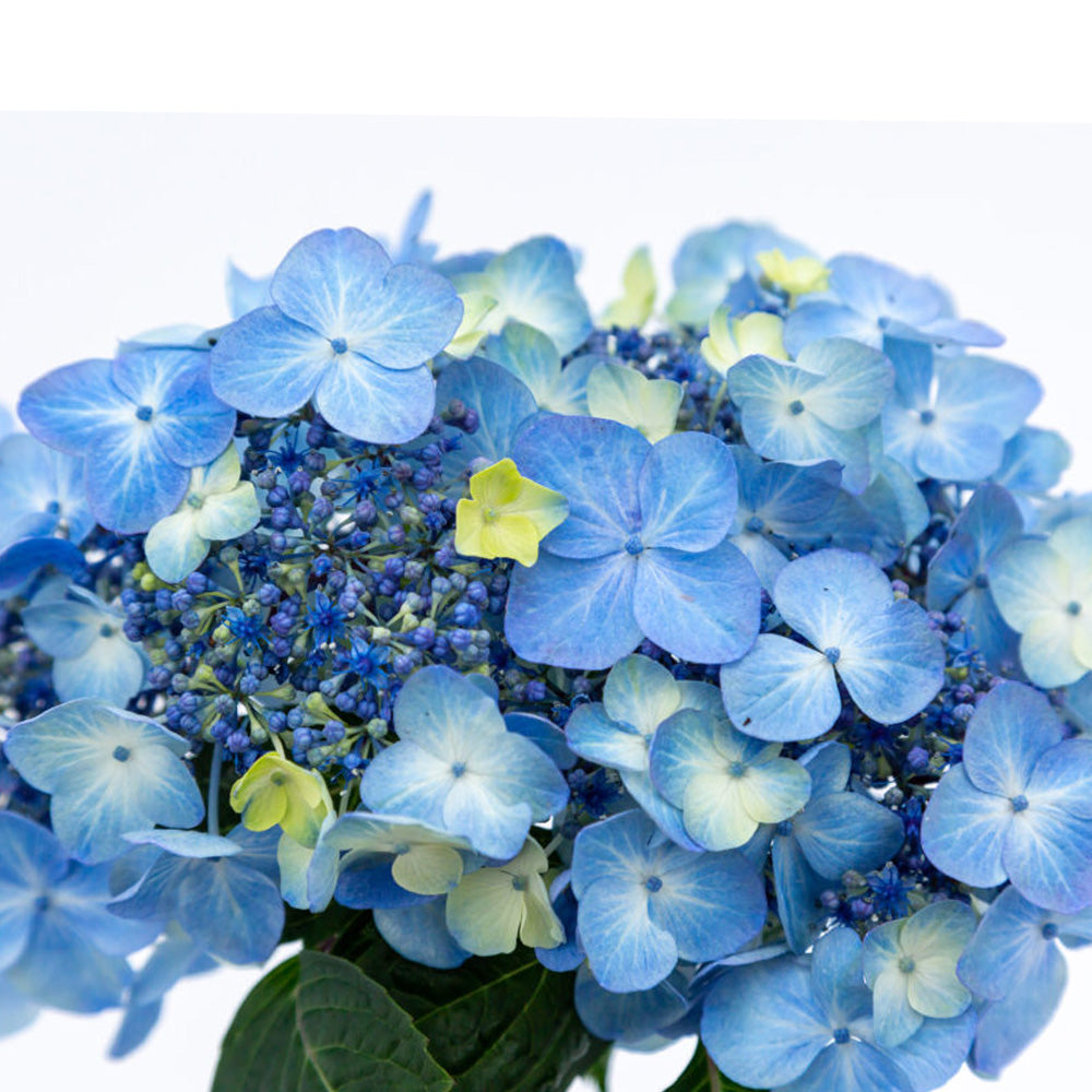 Hydrangea, Endless Summer, Pop Star #3