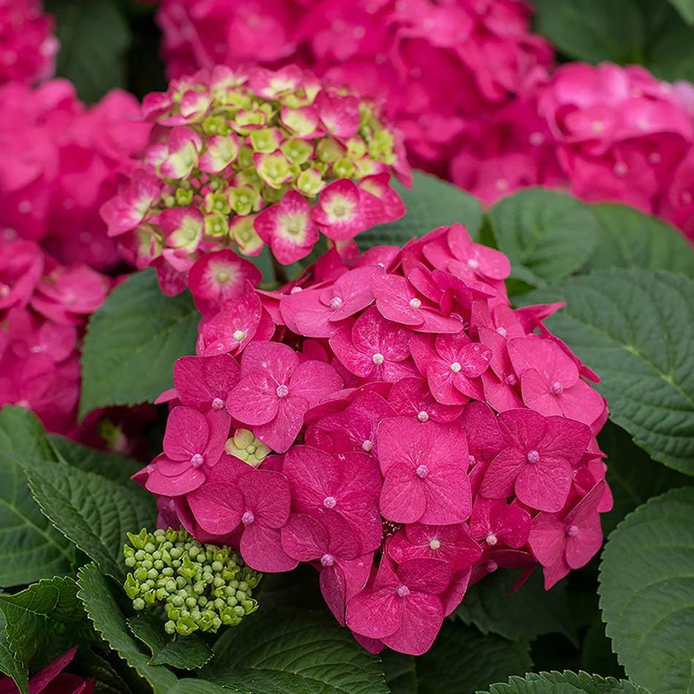 Hydrangea, Endless Summer, Summer Crush #3