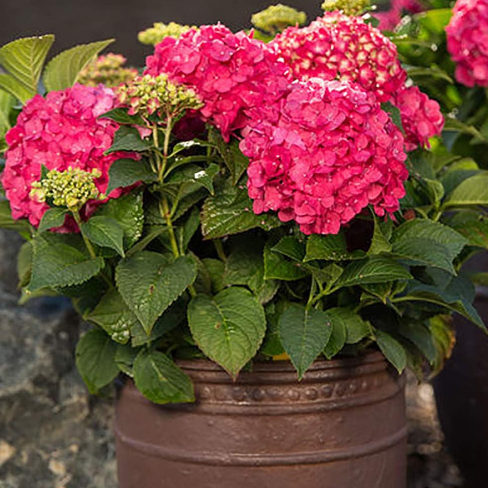 Hydrangea, Endless Summer, Summer Crush #7