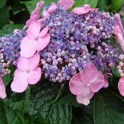 Hydrangea, Endless Summer, Twist-n-Shout #3