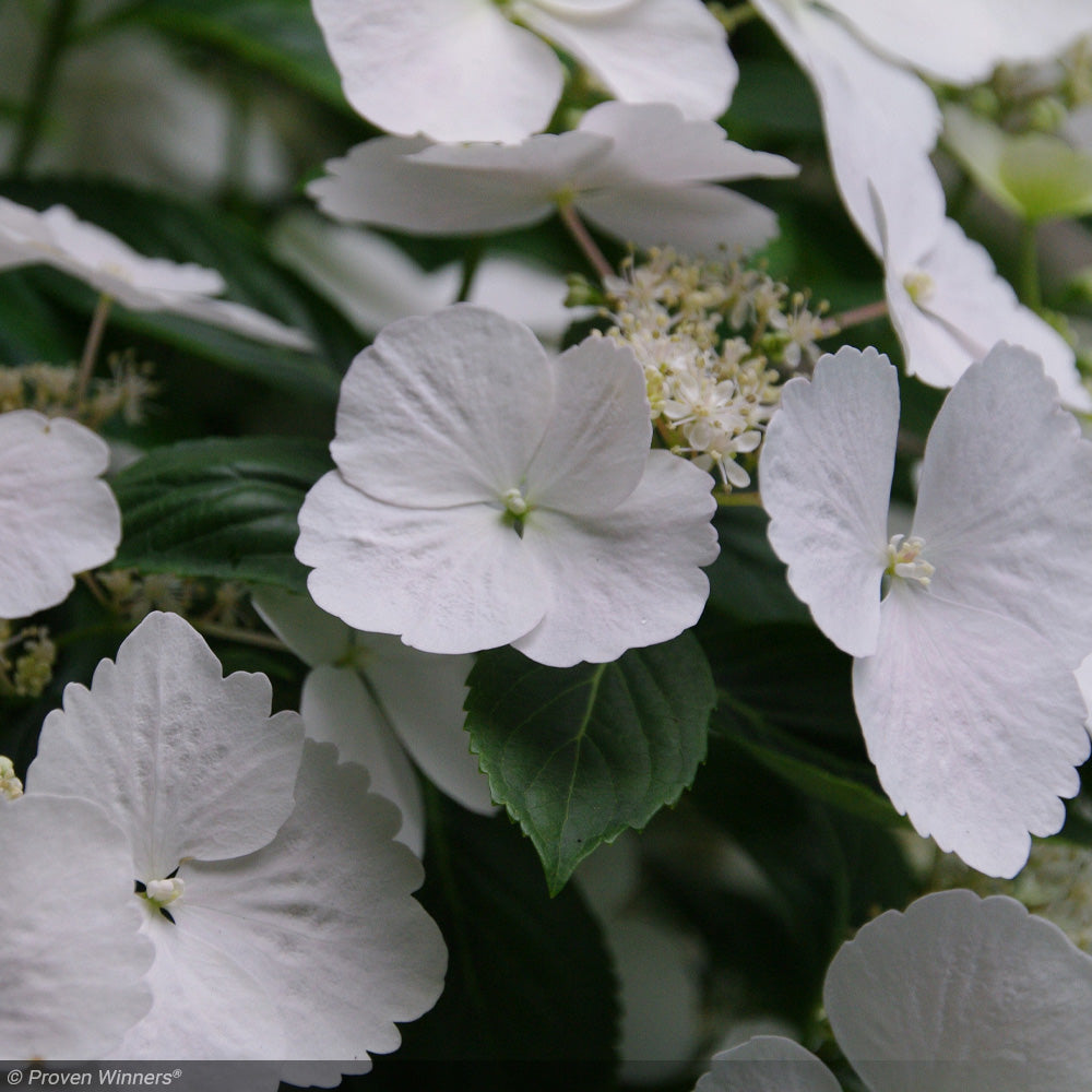 Hydrangea, Fairytrail Bride #3