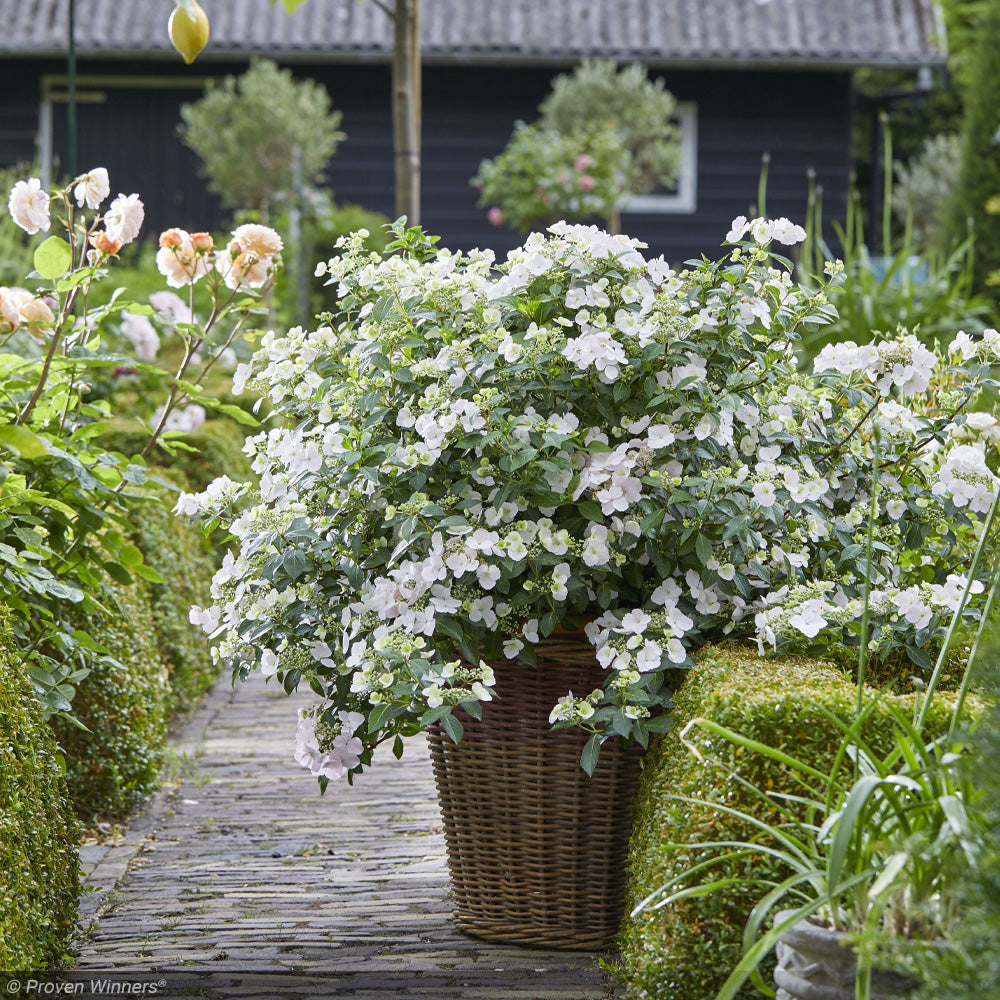 Hydrangea, Fairytrail Bride #3