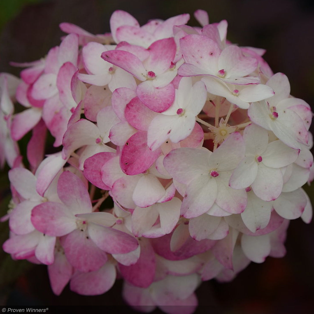 Hydrangea, Fire Light Tidbit #2