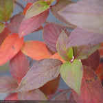 Load image into Gallery viewer, Hydrangea, Fire Light Tidbit #2
