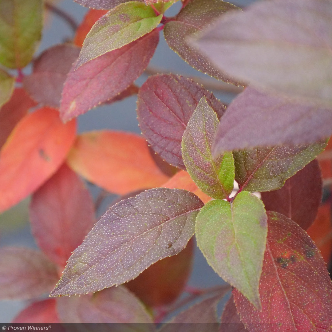 Hydrangea, Fire Light Tidbit #2