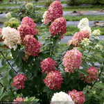 Load image into Gallery viewer, Hydrangea, Fire Light #7