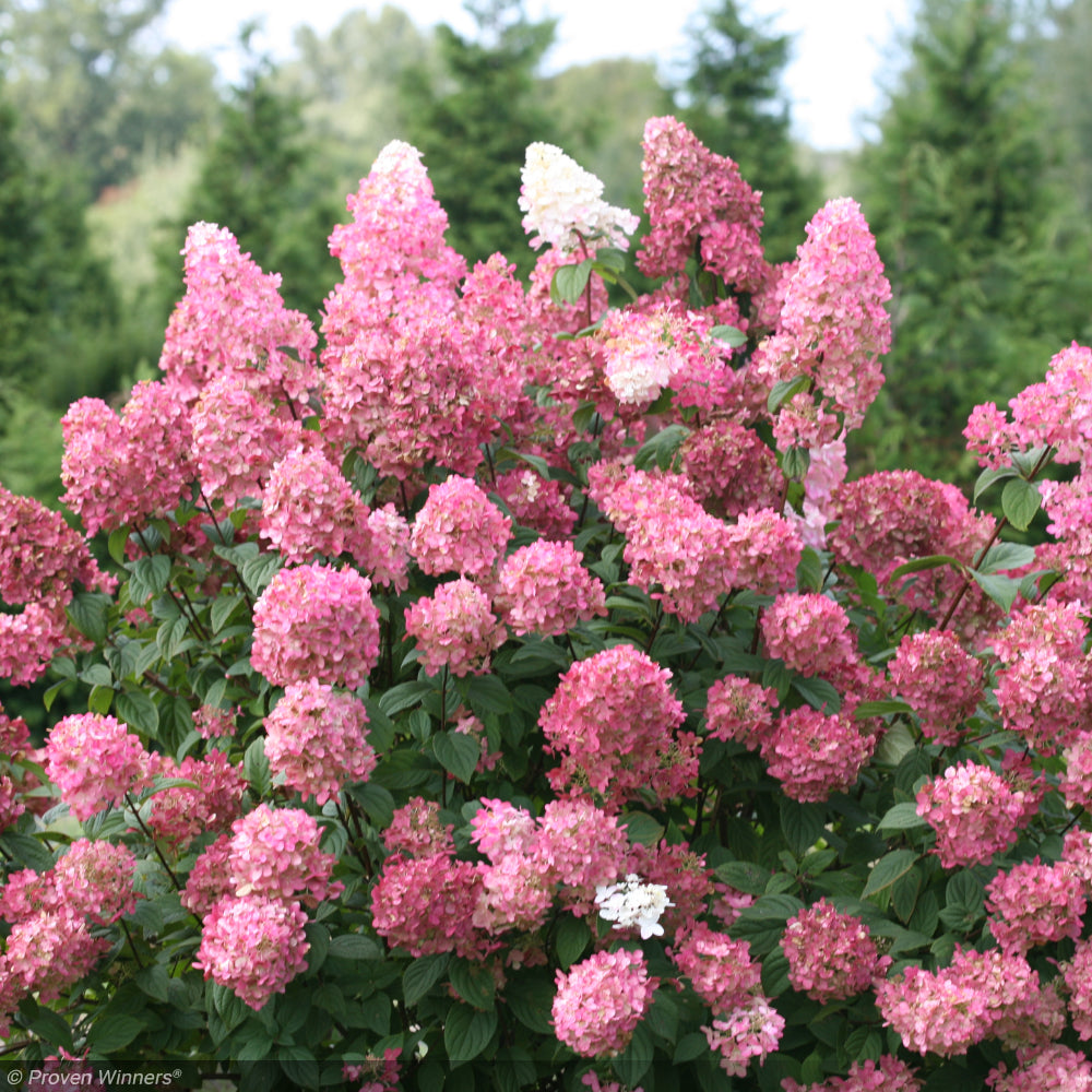 Hydrangea, Fire Light #3