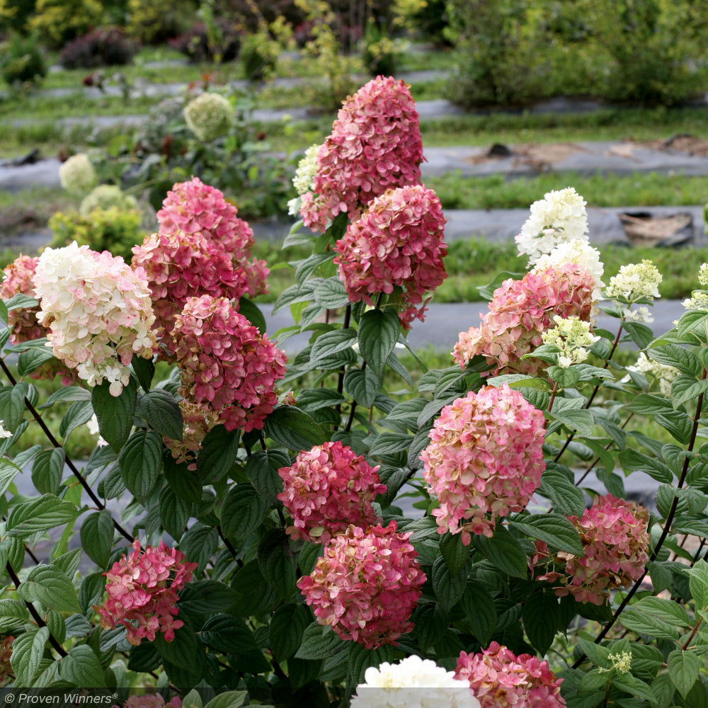 Hydrangea, Fire Light #3