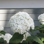 Load image into Gallery viewer, Hydrangea, Incrediball #3
