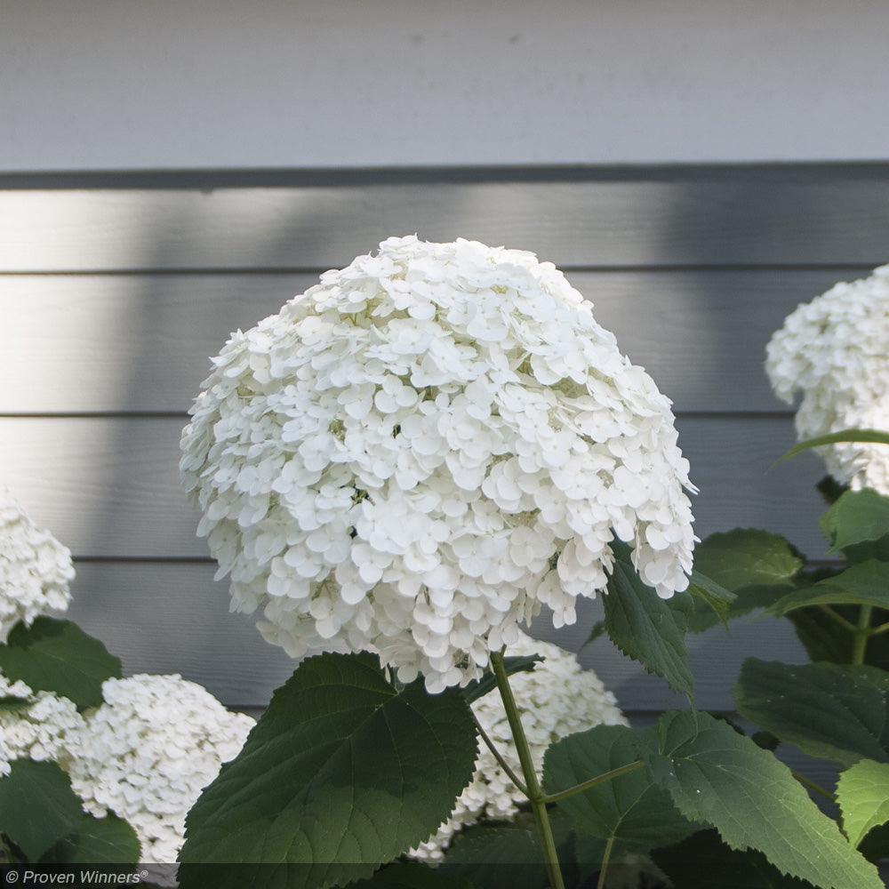 Hydrangea, Incrediball #3