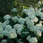 Load image into Gallery viewer, Hydrangea, Incrediball #3
