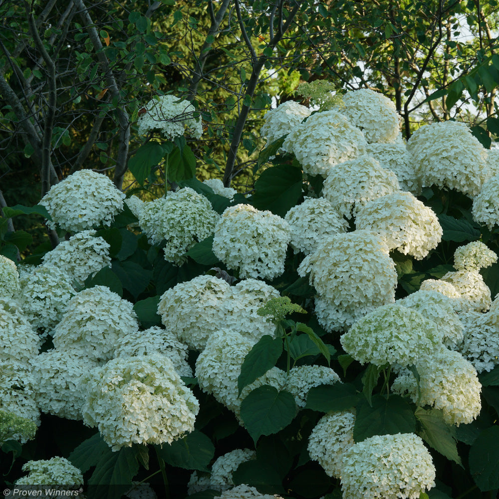 Hydrangea, Incrediball #3