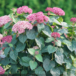 Load image into Gallery viewer, Hydrangea, Invincibelle, Garnetta #3
