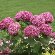 Hydrangea, Invincibelle, Mini Mauvette #3