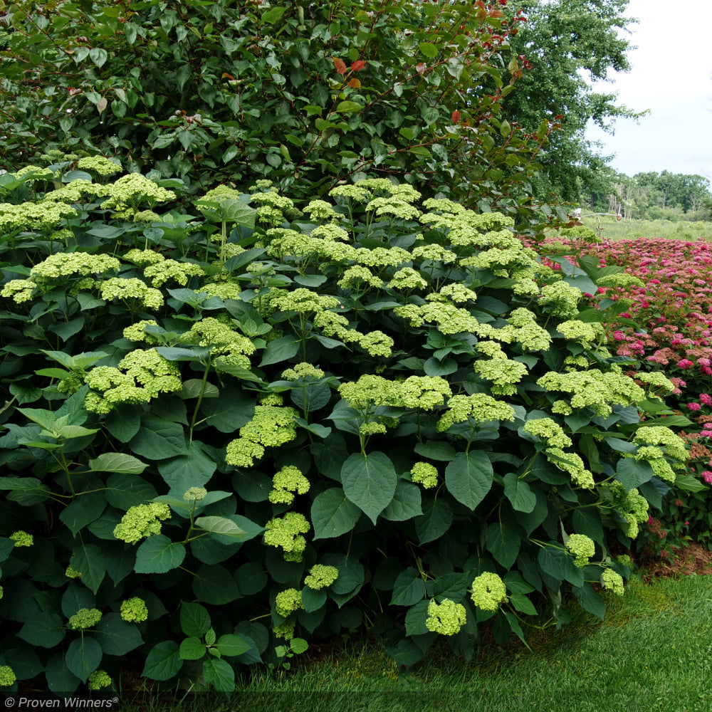 Hydrangea, Invincibelle, Sublime #3