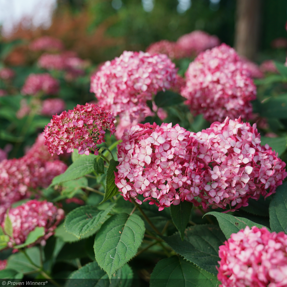 Hydrangea, Invincibelle Ruby #3