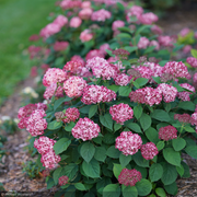 Hydrangea, Invincibelle Ruby #3