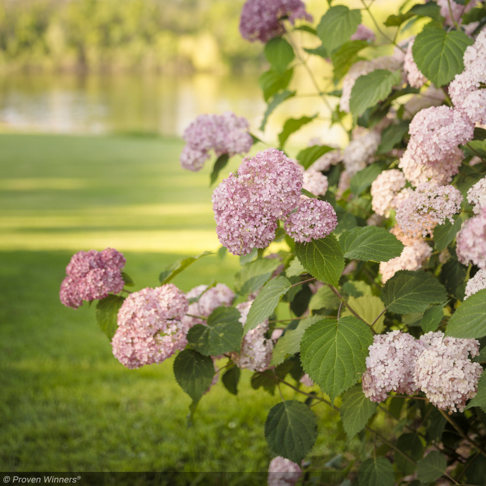 Hydrangea, Invincibelle Spirit II #3