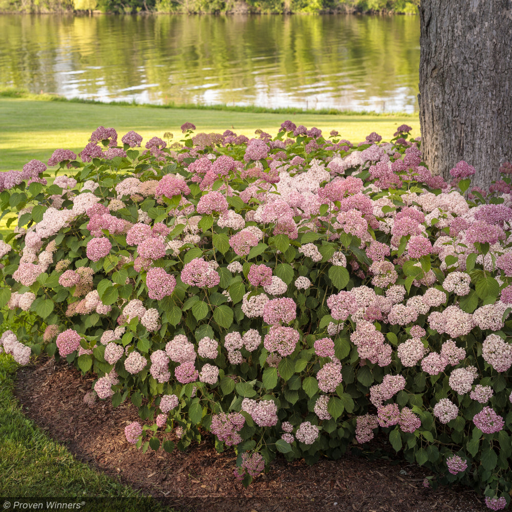 Hydrangea, Invincibelle Spirit II #3