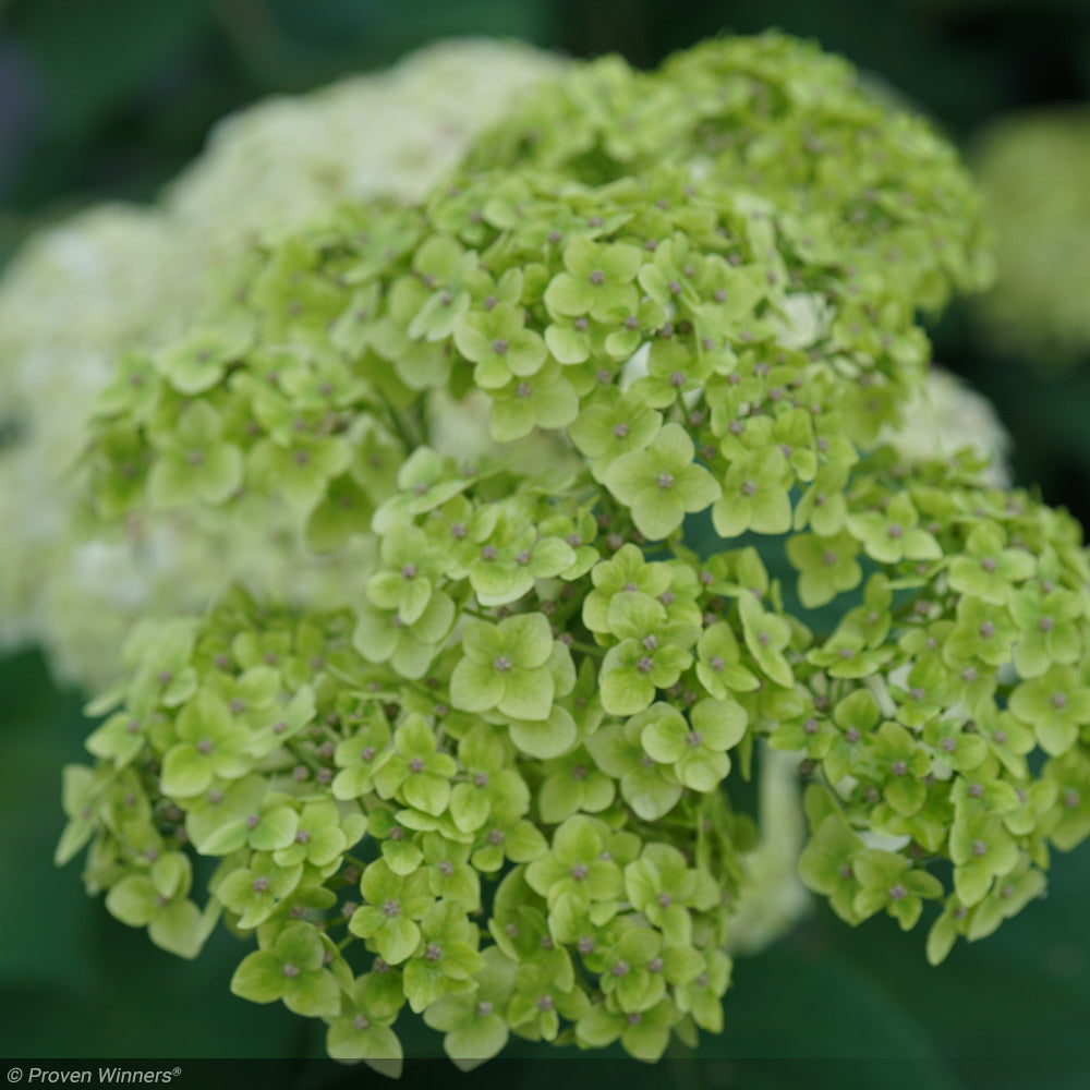 Hydrangea, Invincibelle, Sublime #3