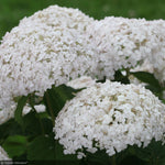 Load image into Gallery viewer, Hydrangea, Invincibelle, Wee White #3
