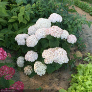 Hydrangea, Invincibelle, Wee White #2