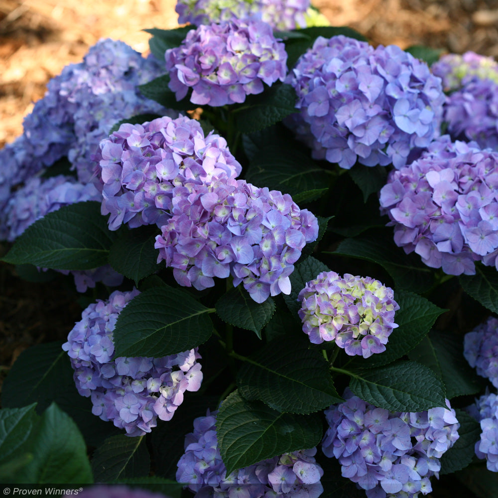 Hydrangea, Let's Dance, Blue Jangles #3