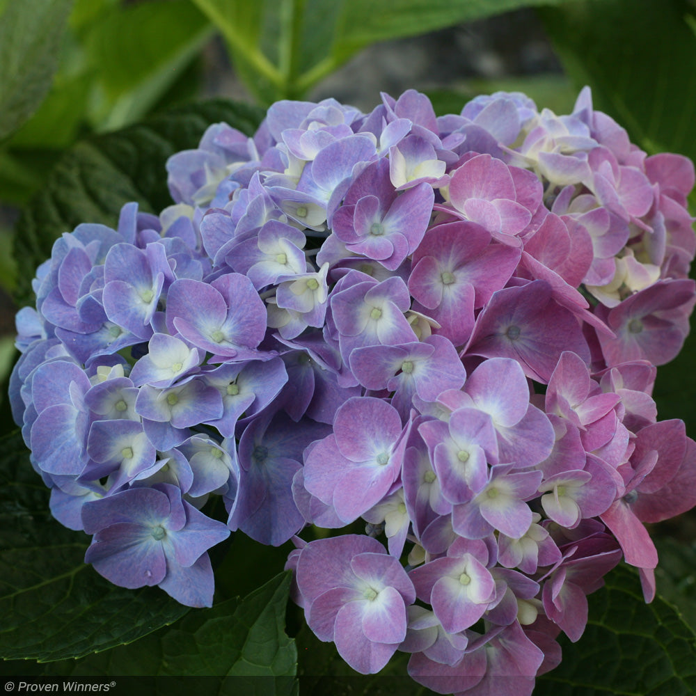 Hydrangea, Let's Dance, Blue Jangles #3