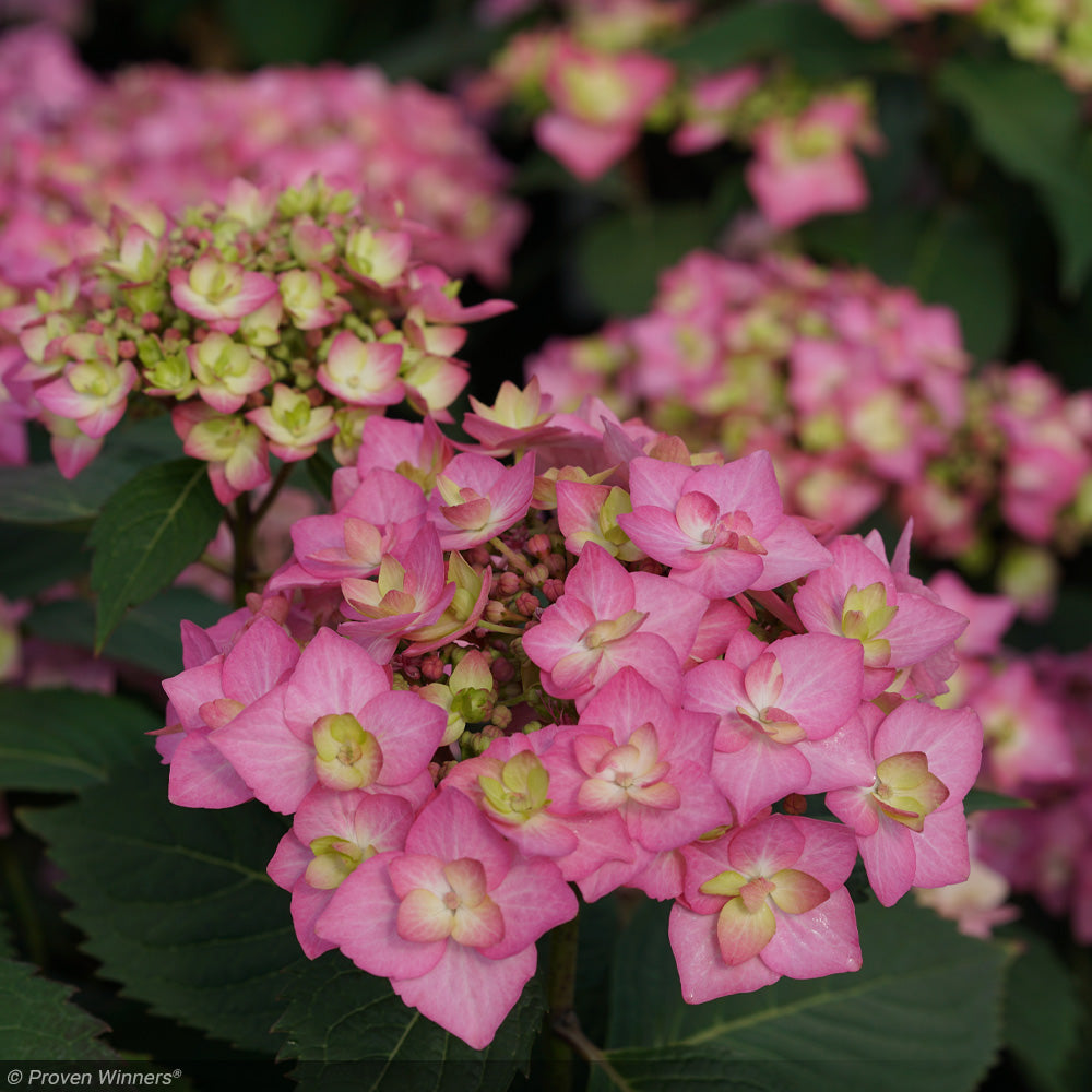 Hydrangea, Let's Dance, Can Do #3