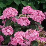 Load image into Gallery viewer, Hydrangea, Let&#39;s Dance, Can Do #3
