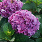 Load image into Gallery viewer, Hydrangea, Let&#39;s Dance Lovable #3
