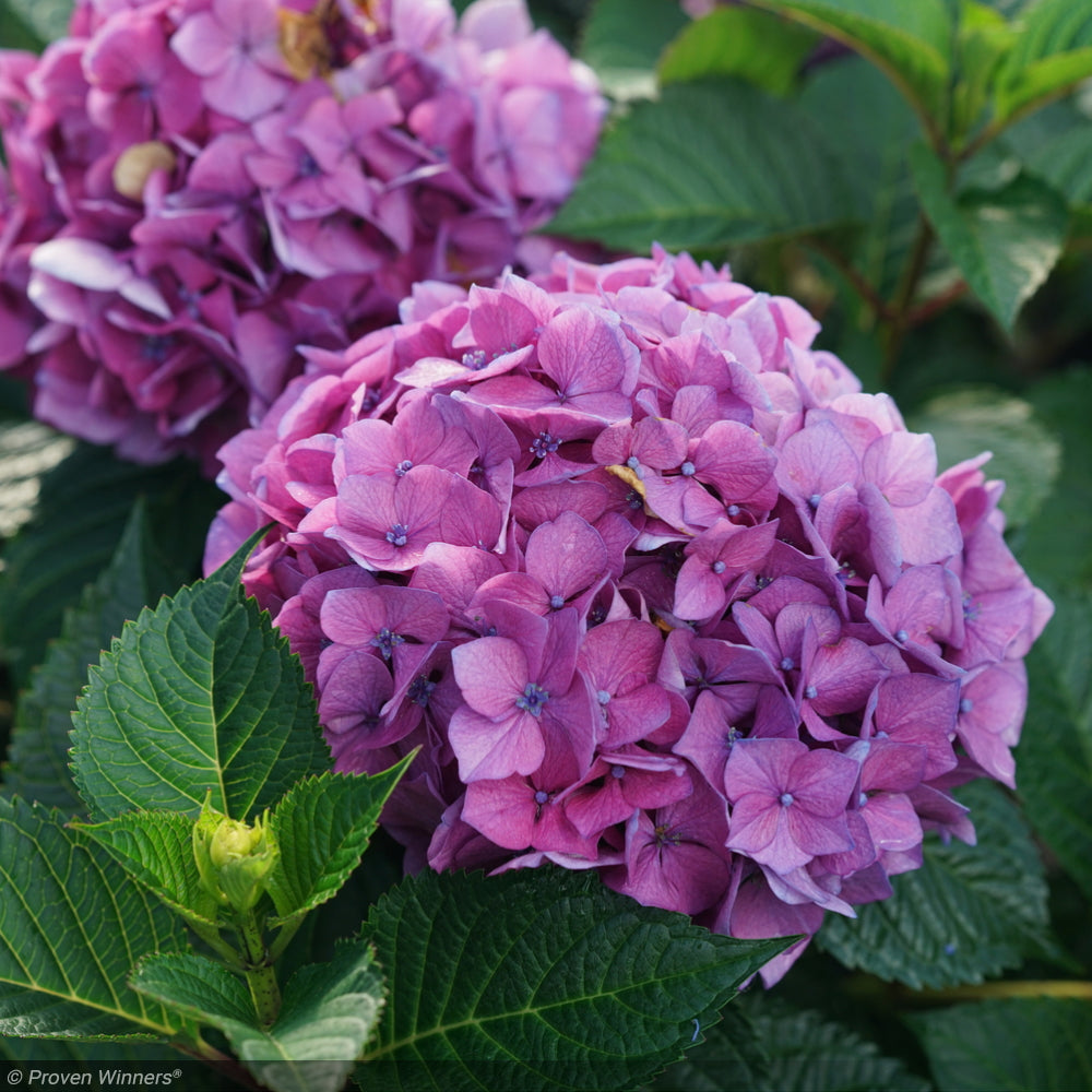 Hydrangea, Let's Dance Lovable #3