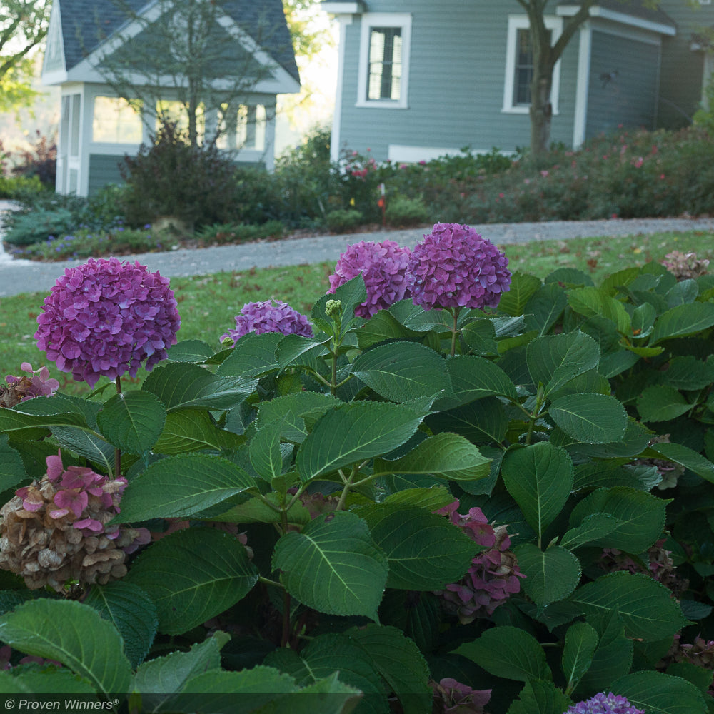 Hydrangea, Let's Dance Rave #2