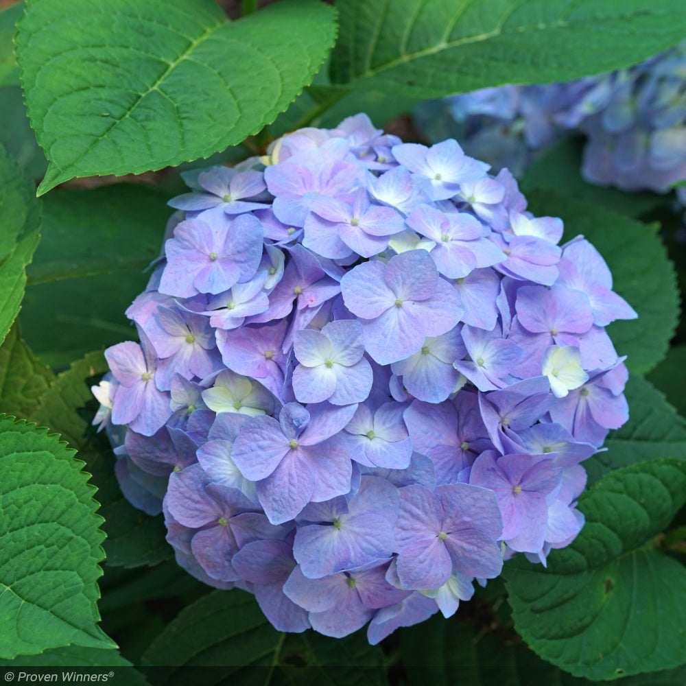 Hydrangea, Let's Dance Sky View #3