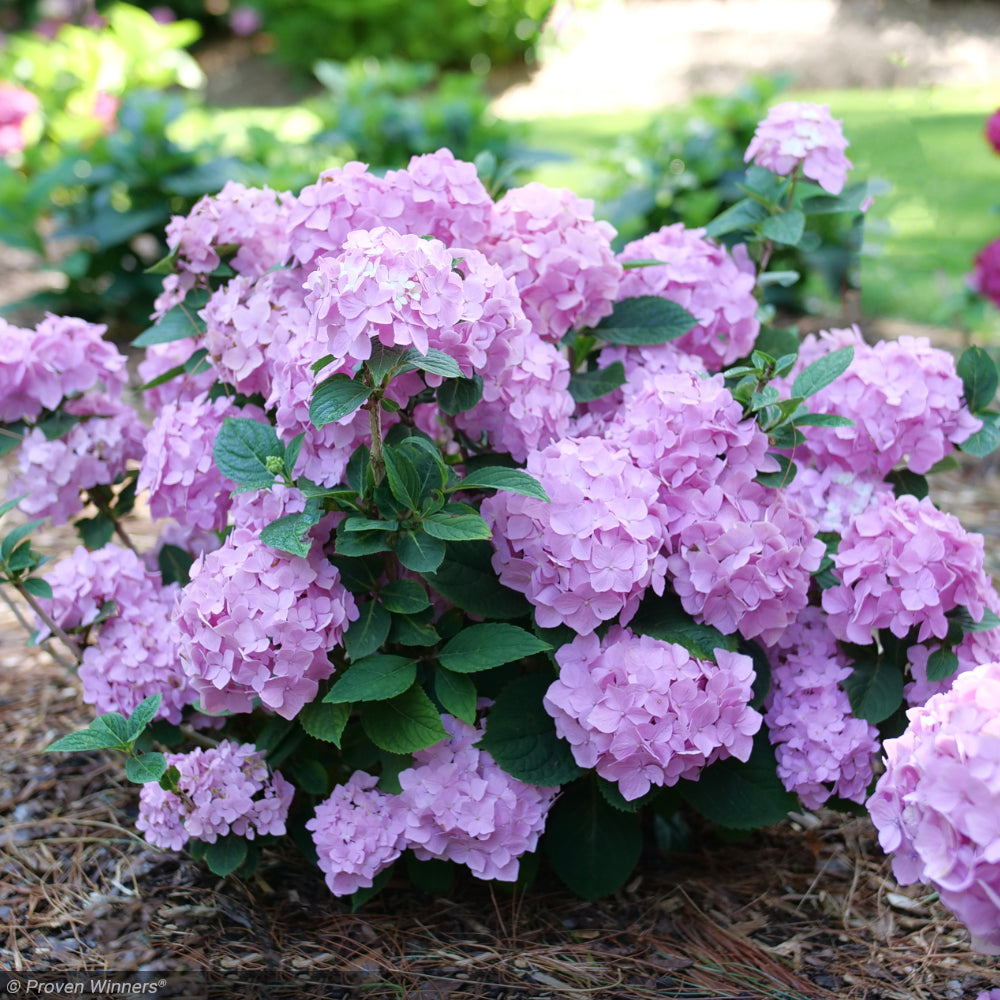 Hydrangea, Let's Dance Sky View #3