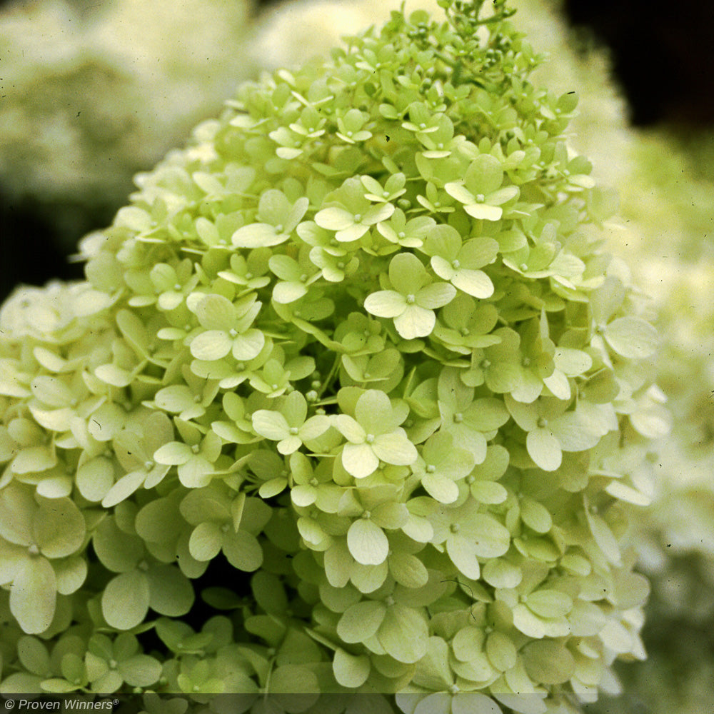 Hydrangea, Limelight #7