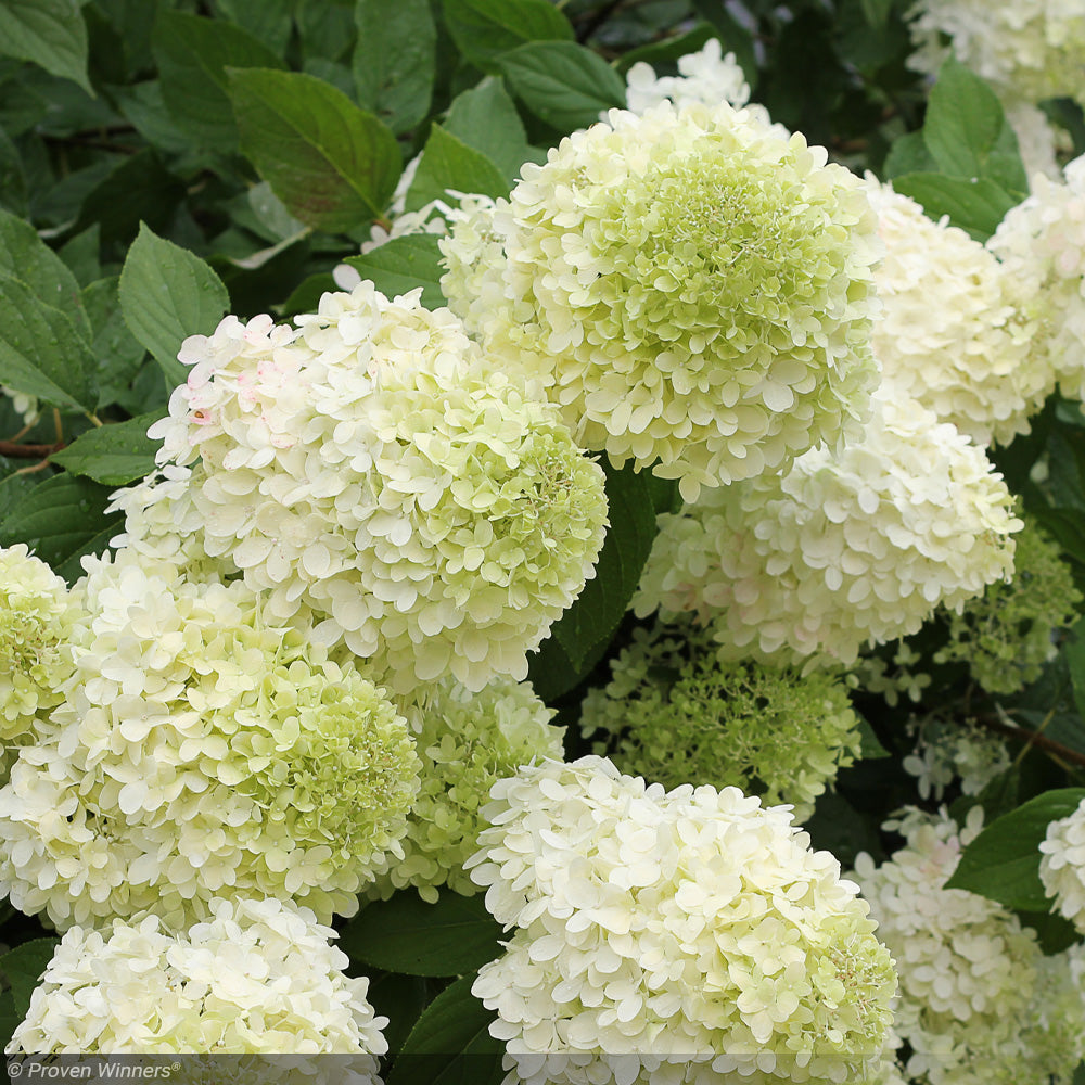 Hydrangea, Limelight #10 STD – Greenwood Creek Nursery