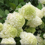 Load image into Gallery viewer, Hydrangea, Limelight #15 STD