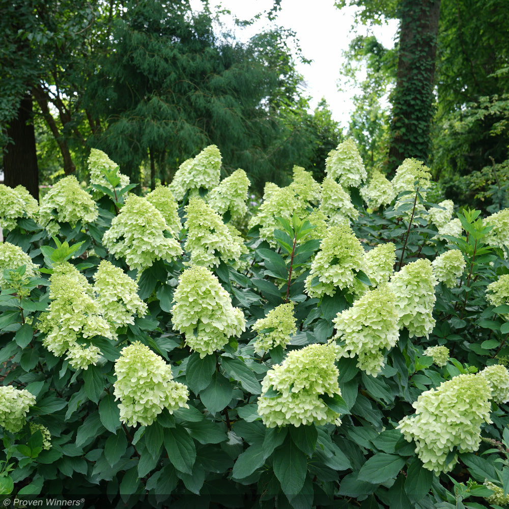 Hydrangea, Limelight Prime #3