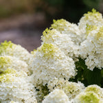 Load image into Gallery viewer, Hydrangea, Little Hottie #3
