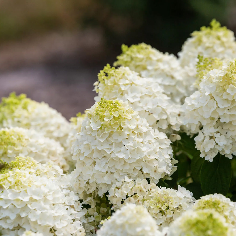 Hydrangea, Little Hottie #3