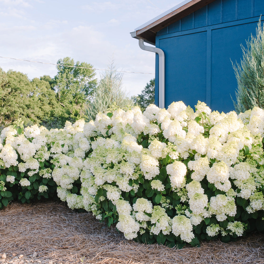 Hydrangea, Little Hottie #3