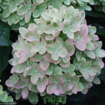 Load image into Gallery viewer, Hydrangea, Little Lime #7