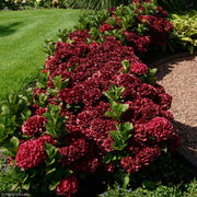 Hydrangea, Magical Crimson #3